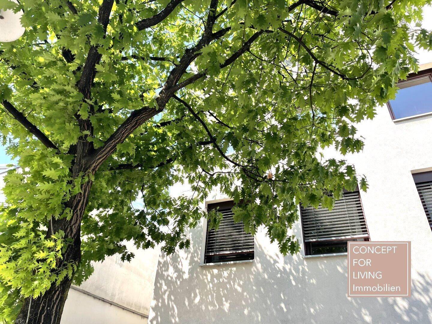 Detailansicht der Gebäudefassade mit Fenstern, Rollläden und einem großen Baum.