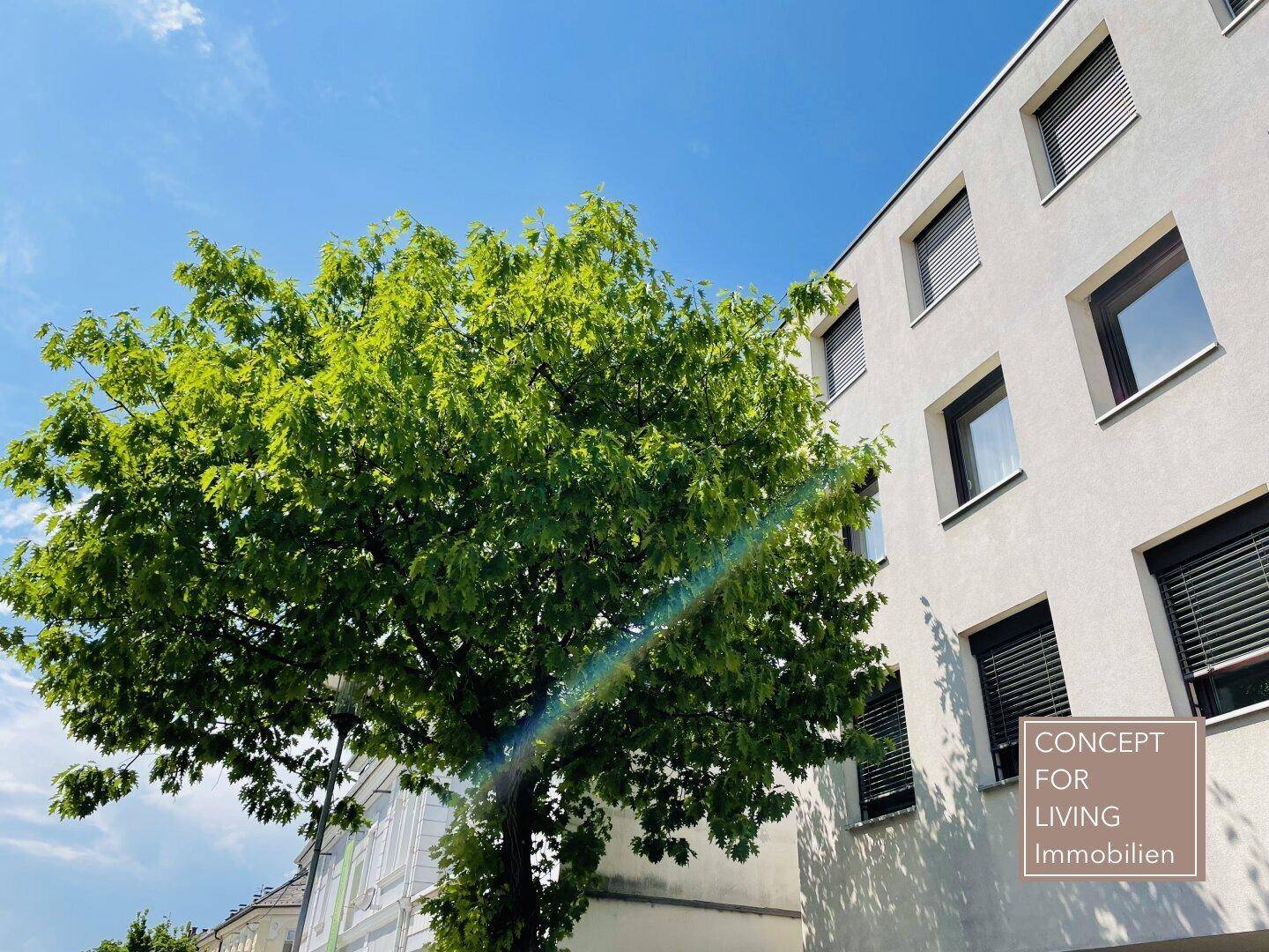 Moderne Gebäudefassade mit großen Fenstern und einem grünen Baum im Vordergrund.