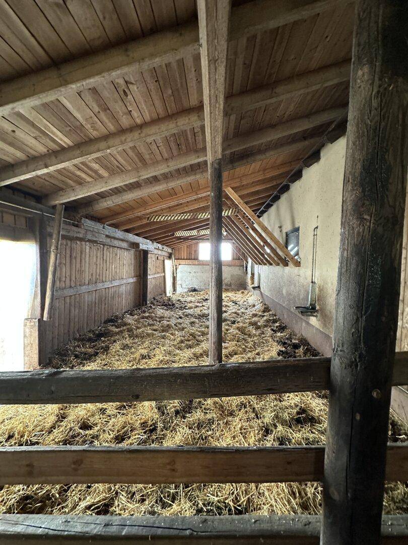 Großer Stallbereich mit viel Stroh auf dem Boden und sichtbaren Holzbalken.