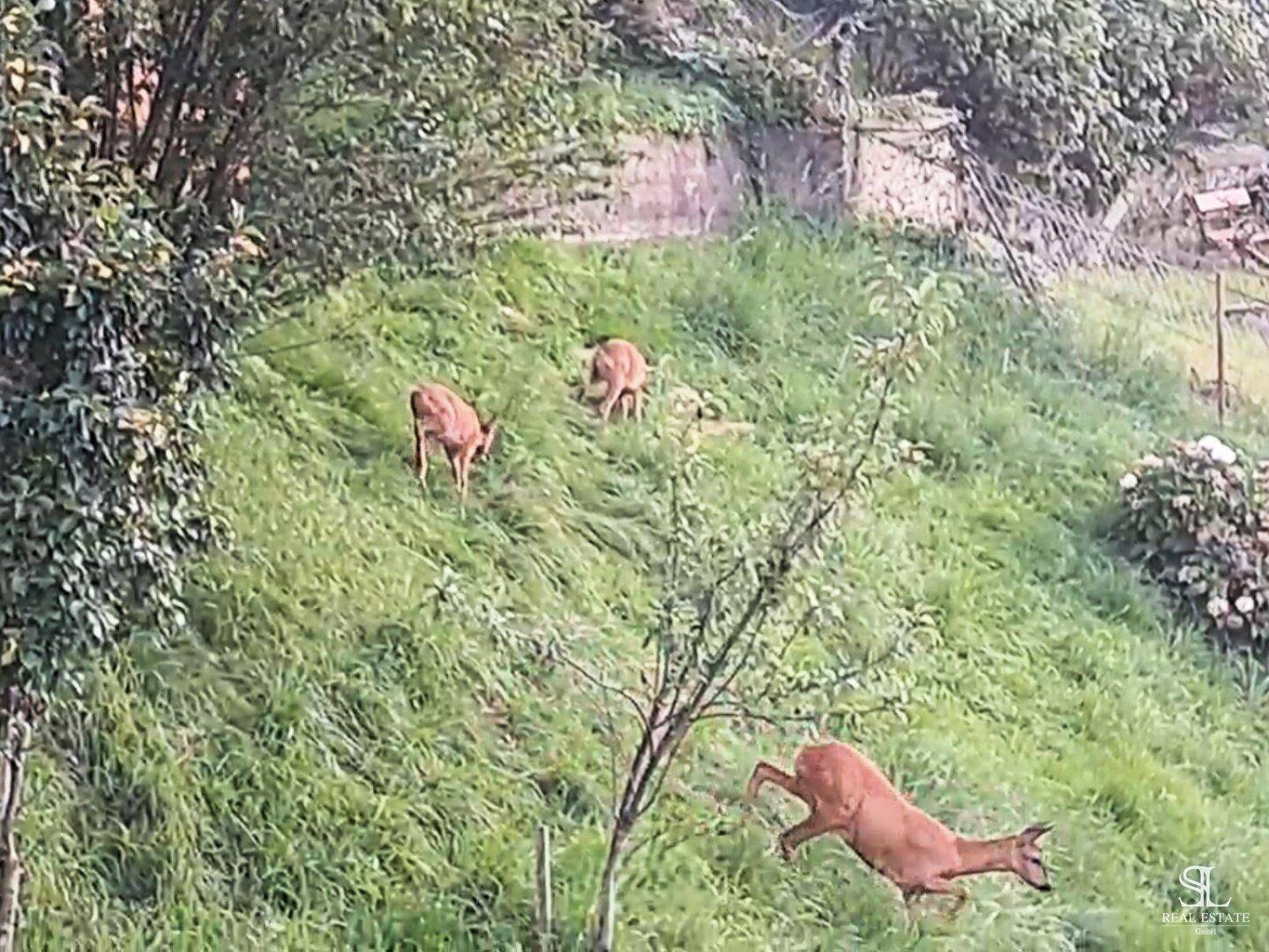 Besuch der Rehe