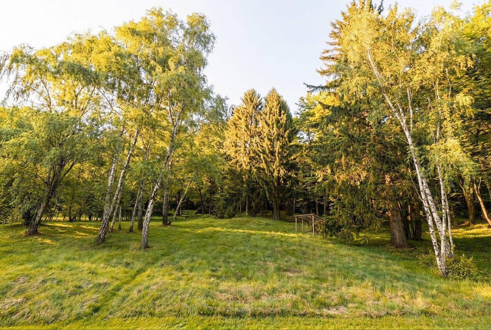 Idyllische Waldlandschaft mit hohen Bäumen und sonnigen Lichtungen, ideal für Naturliebhaber.