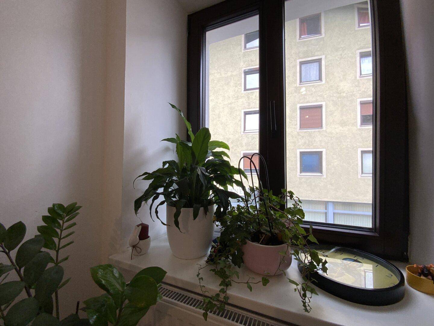 Fenster mit Zimmerpflanzen auf der Fensterbank und Blick auf ein gegenüberliegendes Gebäude.