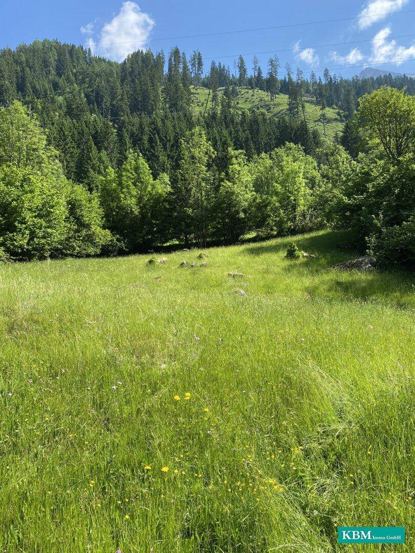Grüne Wiese mit vereinzelten Steinen und einem dichten Wald am Fuße eines Berges im Hintergrund.
