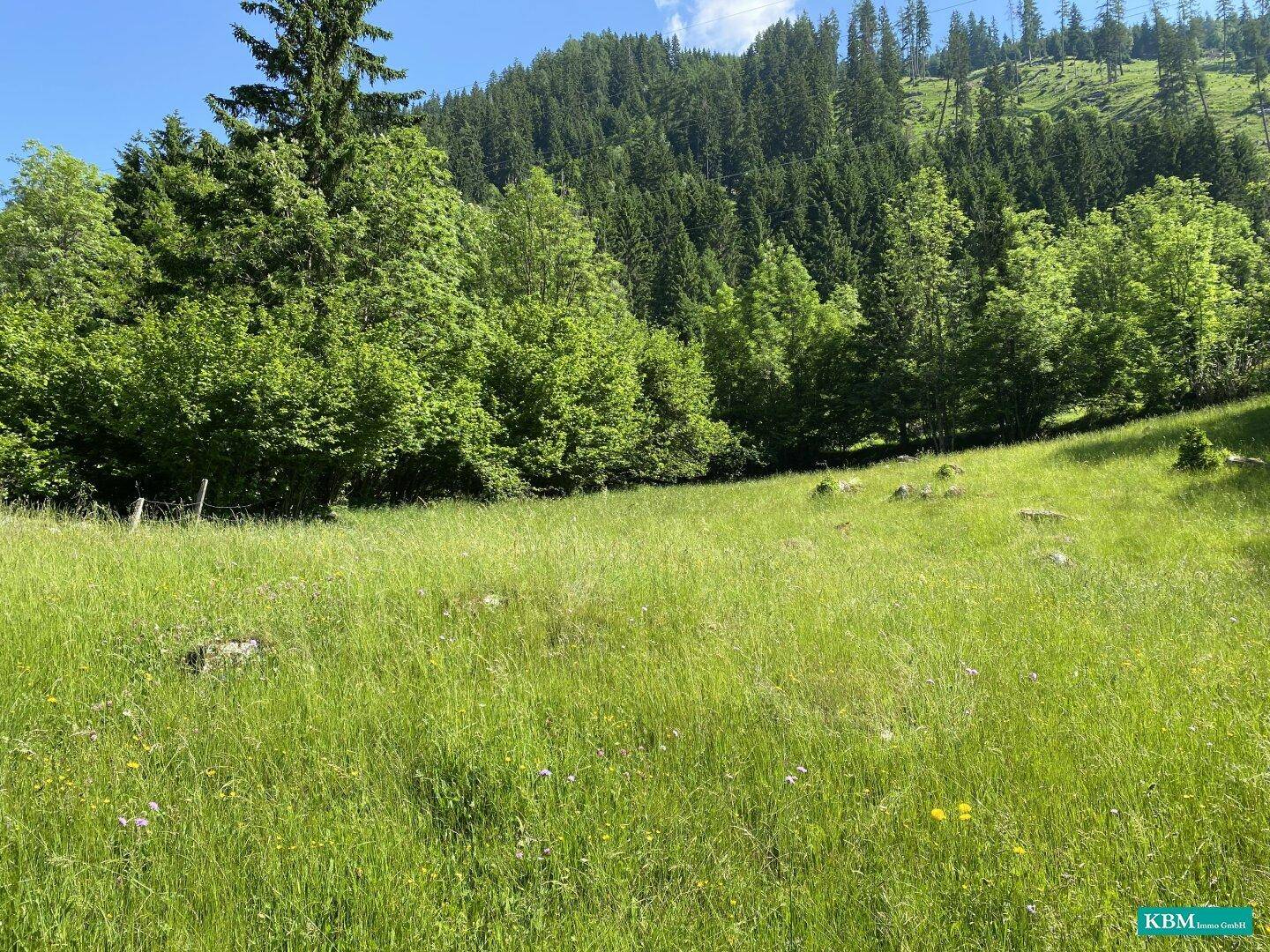 Weitläufige grüne Wiese mit einem großen Nadelbaum und einem bewaldeten Berghang im Hintergrund.