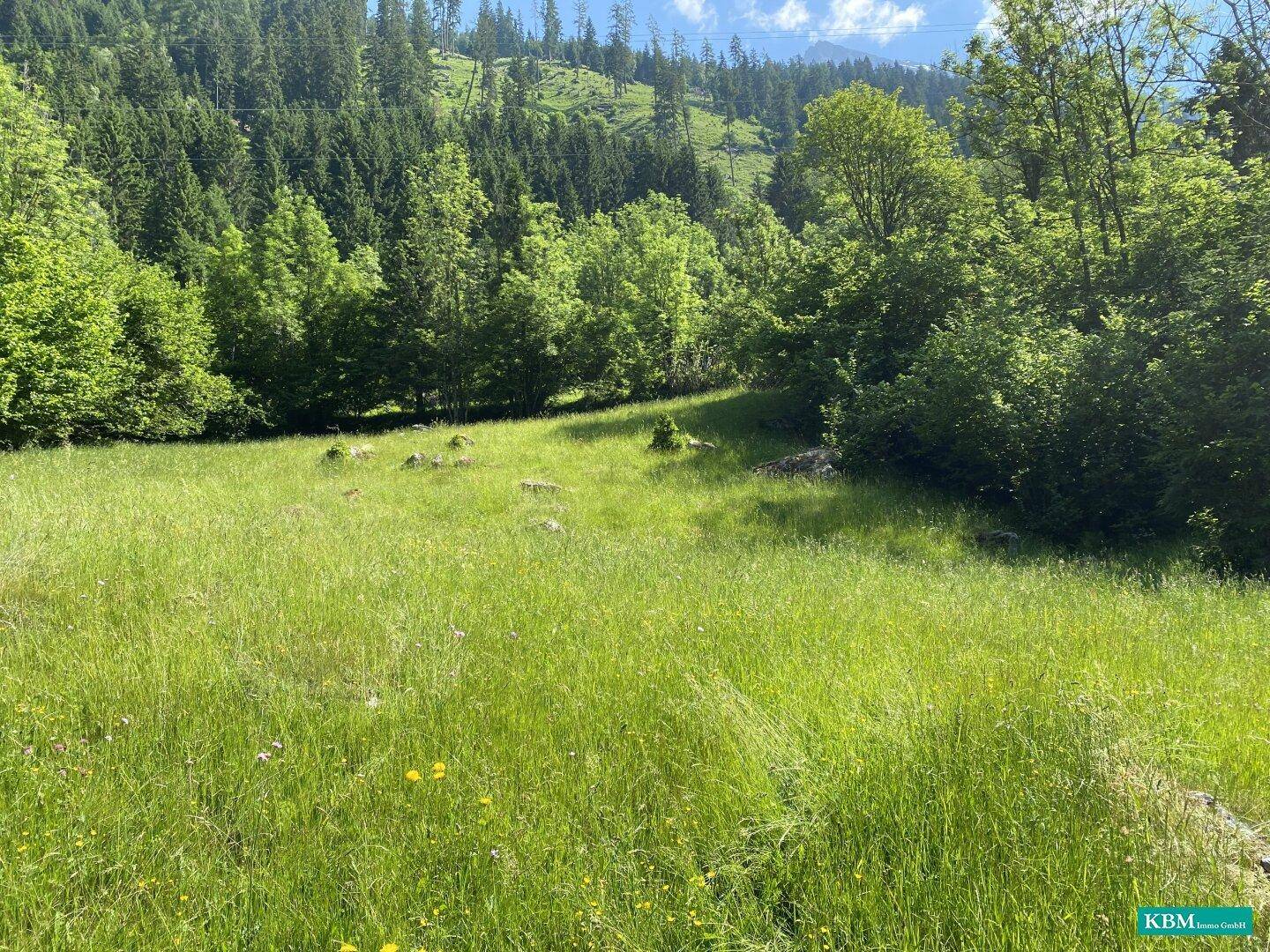 Sonnige grüne Wiese mit Bäumen und einem bewaldeten Berghang unter einem klaren blauen Himmel.