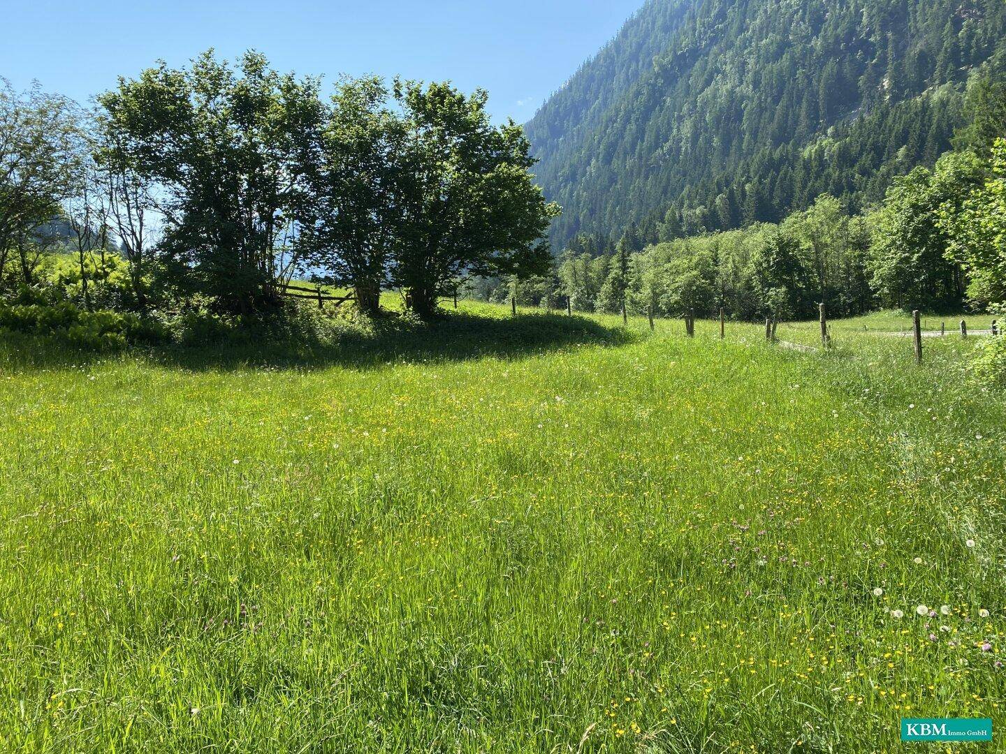 Sonnige Wiese mit Bäumen und einem bewaldeten Berghang im Hintergrund unter blauem Himmel.