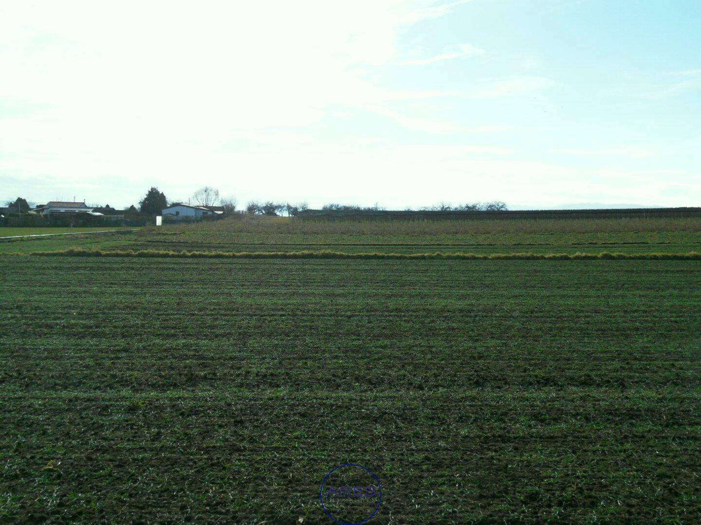 Weitläufiges grünes Feld mit Ackerfurchen und Häusern in der Ferne unter einem hellen Himmel.