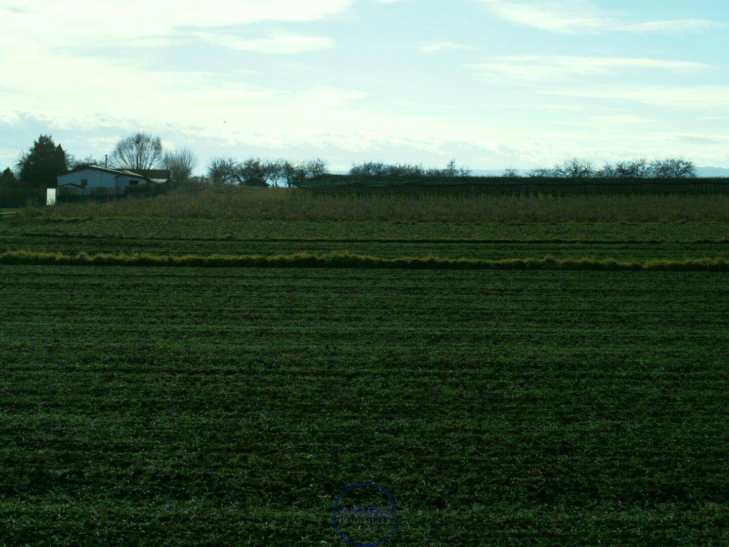 Ausgedehntes grünes Feld mit entfernten Häusern und Bäumen unter einem leicht bewölkten Himmel.
