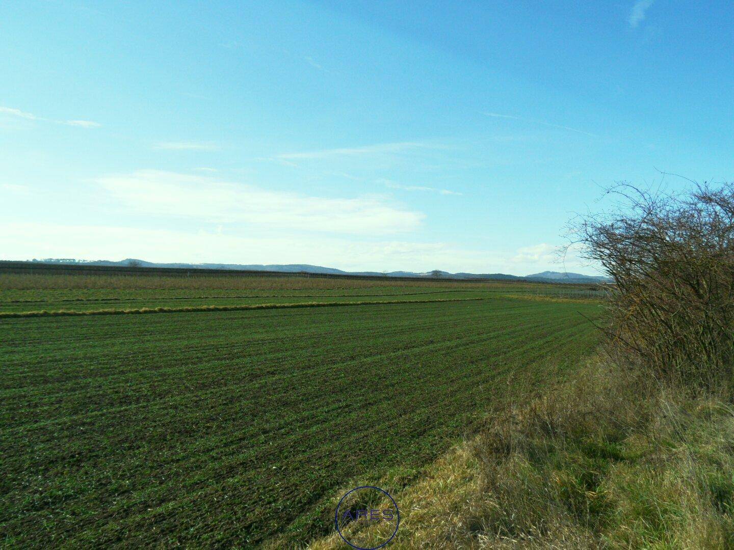 Weites grünes Feld erstreckt sich bis zum Horizont mit sanften Hügeln und einem blauen Himmel.