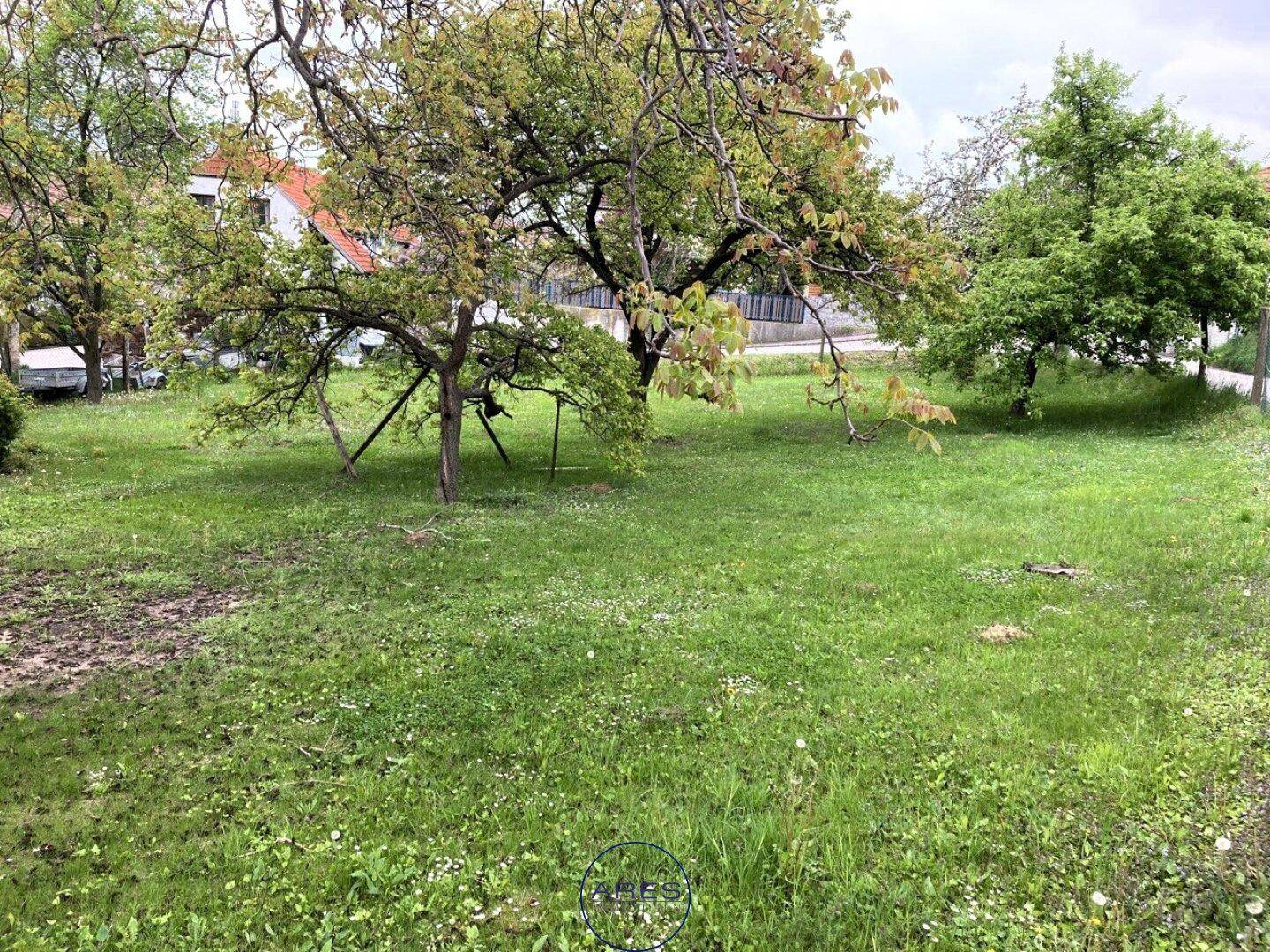 Grüne Rasenfläche mit einem großen Baum im Zentrum und weiteren Bäumen, im Hintergrund sind eine Straße und Häuser sichtbar.