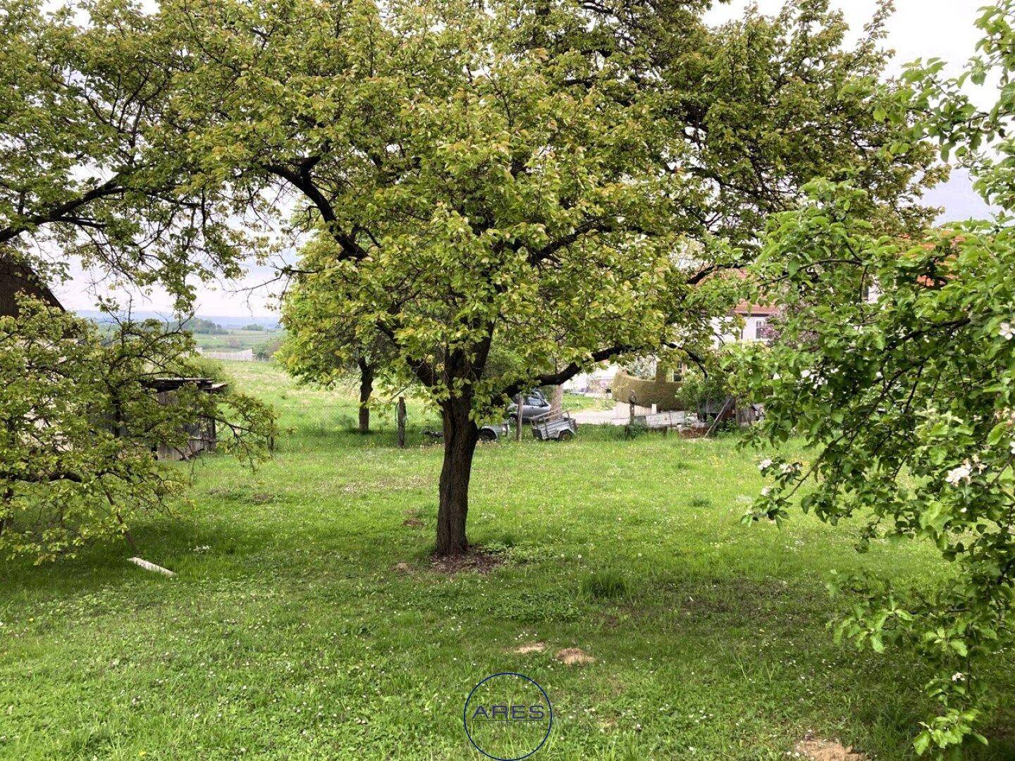 Grüne Rasenfläche mit einem markanten Baum im Vordergrund, weiteren Bäumen und Häusern in der Ferne.