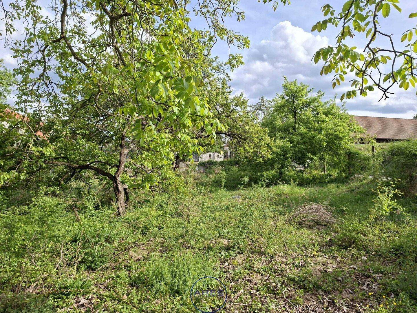 Dicht bewachsenes, buschiges Gelände mit Bäumen und einem teilweise sichtbaren Haus in der Ferne.