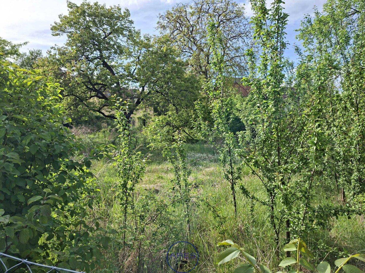 Blick durch junge Bäume und Büsche auf einen älteren Baum im Hintergrund, mit überwachsenem Boden.