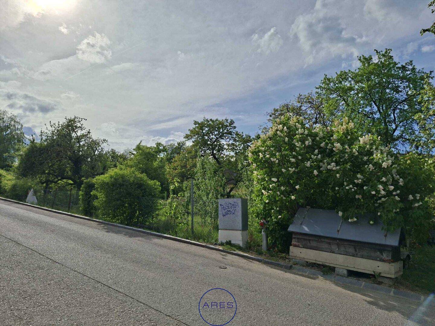 Eine abschüssige Straße unter sonnigem Himmel, rechts ein großer Busch mit weißen Blüten und eine kleine Holzhütte.