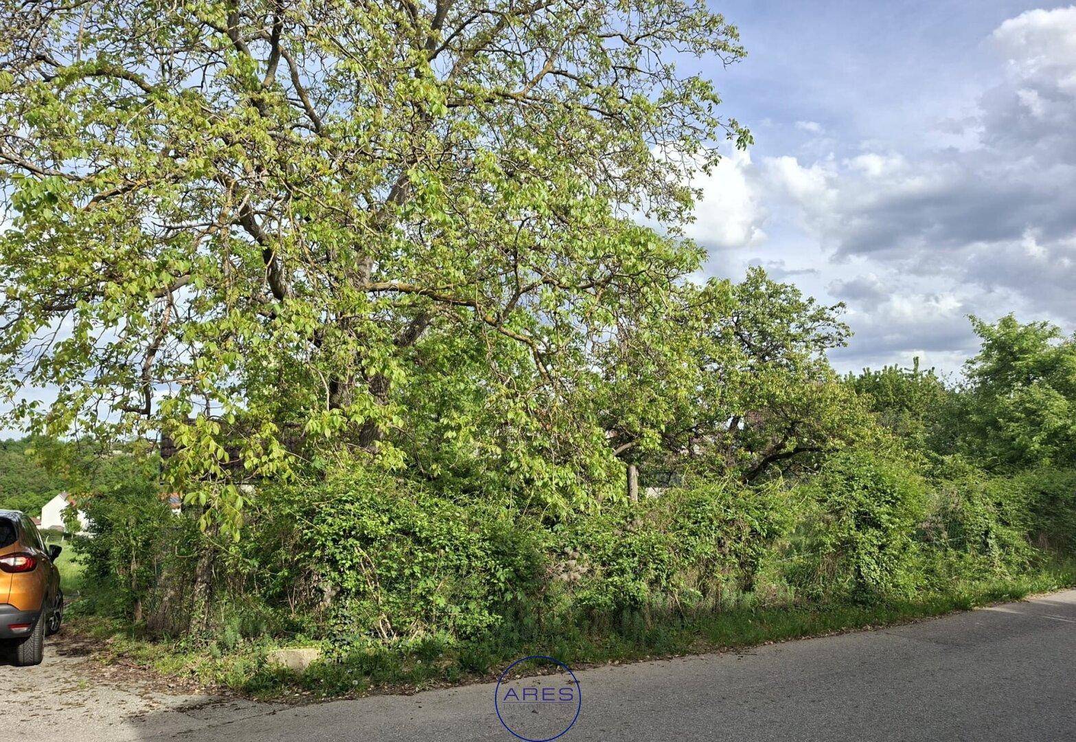 Ein großer Baum mit dichtem Laub dominiert den Vordergrund, daneben eine Straße mit einem teilweise sichtbaren Auto.