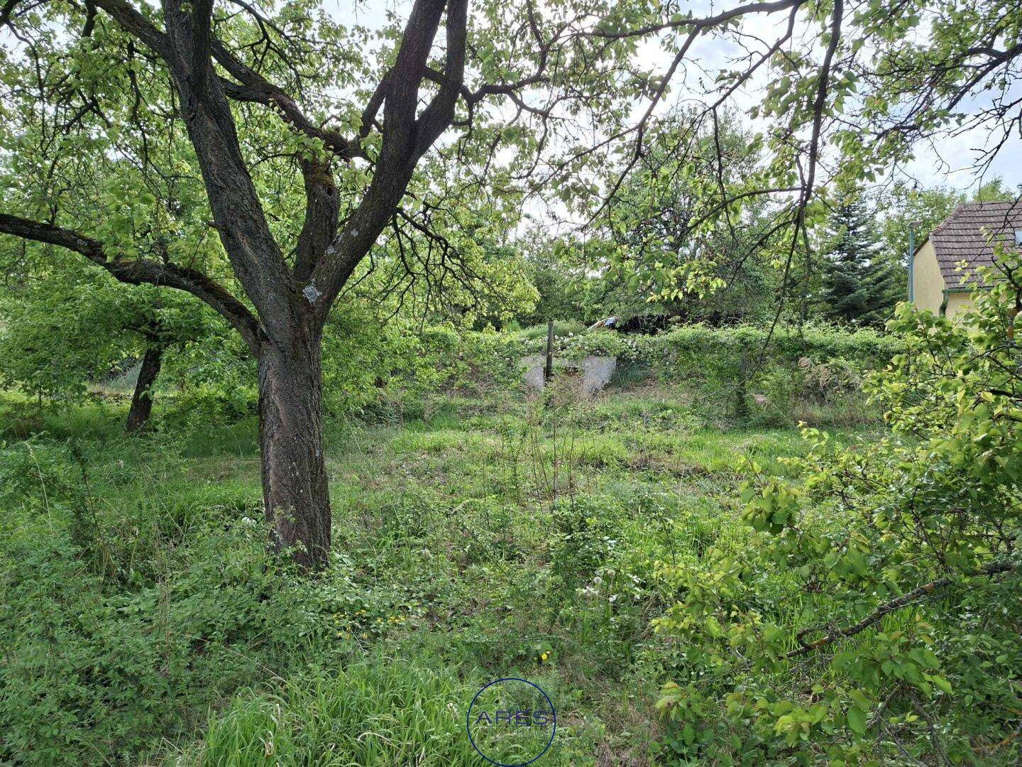 Eine grüne Rasenfläche mit einem großen Baum im Vordergrund, umgeben von Büschen und einem entfernten Haus.