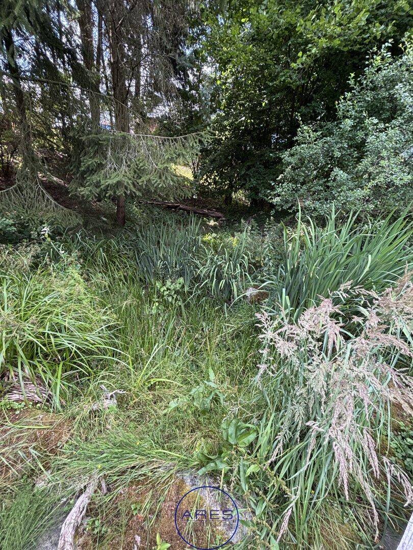 Wild bewachsener Gartenbereich mit hohen Gräsern und Bäumen, der eine natürliche Umgebung schafft.