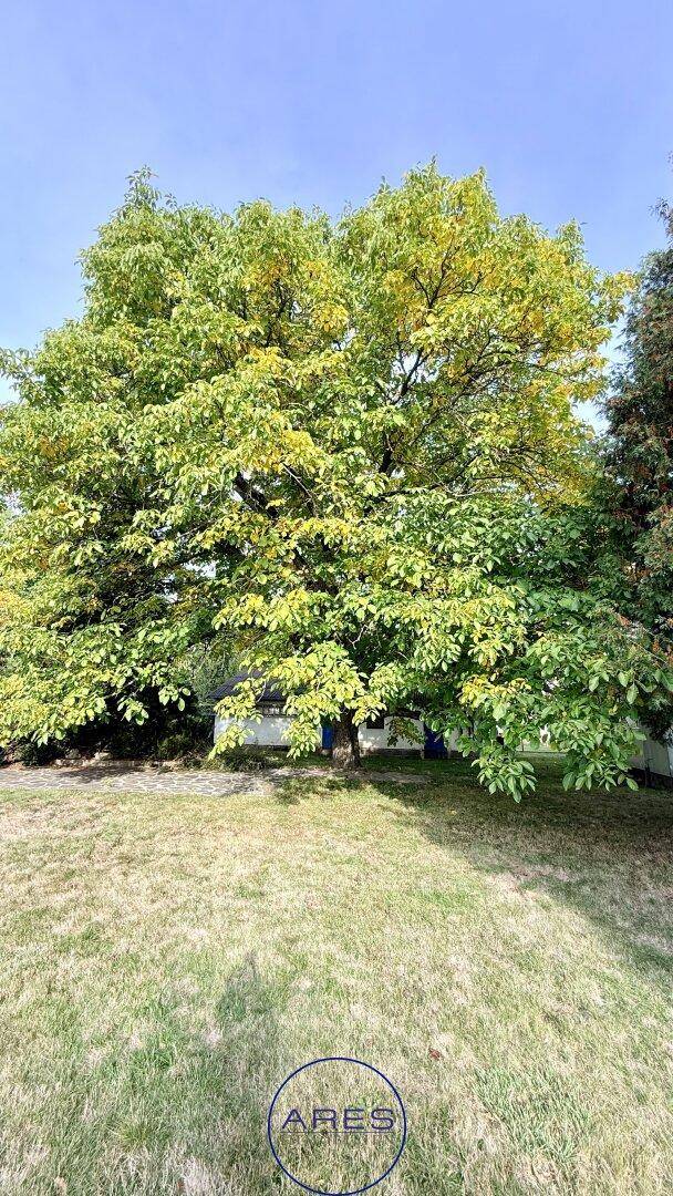Prächtiger alter Baum mit grün-gelbem Laub steht auf einem weitläufigen Rasen im sonnigen Garten.