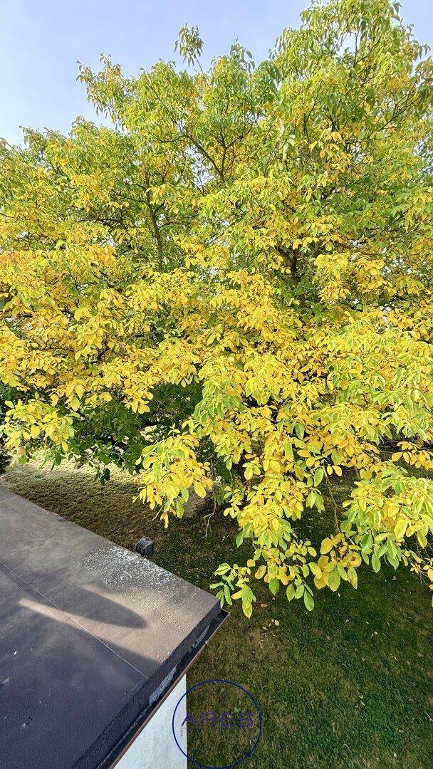 Herbstlicher Baum mit leuchtend gelb-grünen Blättern, teilweise über einem dunklen Dach sichtbar.