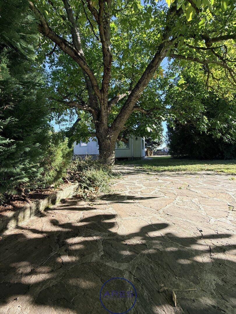 Großer alter Baum im Garten mit Steinplattenweg und dem Haus im Hintergrund unter blauem Himmel.