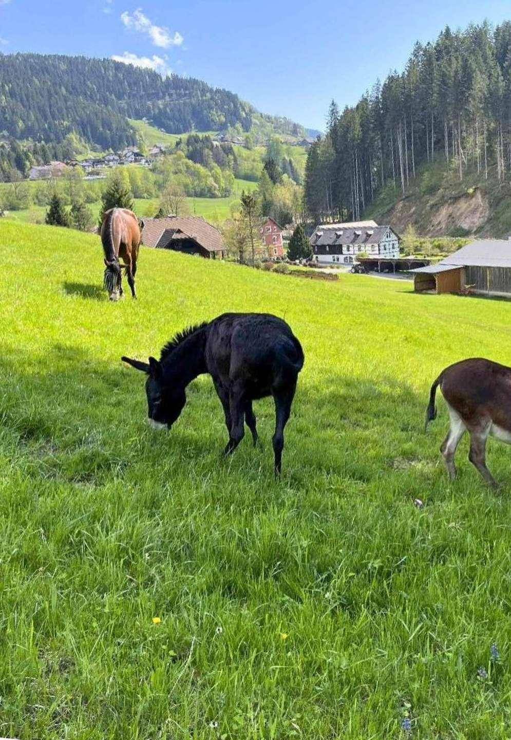 Grüne Hügellandschaft mit grasenden Eseln und Häusern im Hintergrund, umgeben von Bergen.