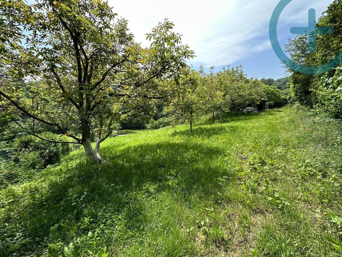 Grüne Gartenfläche mit mehreren Obstbäumen auf einem sanften Hang unter hellem Himmel.