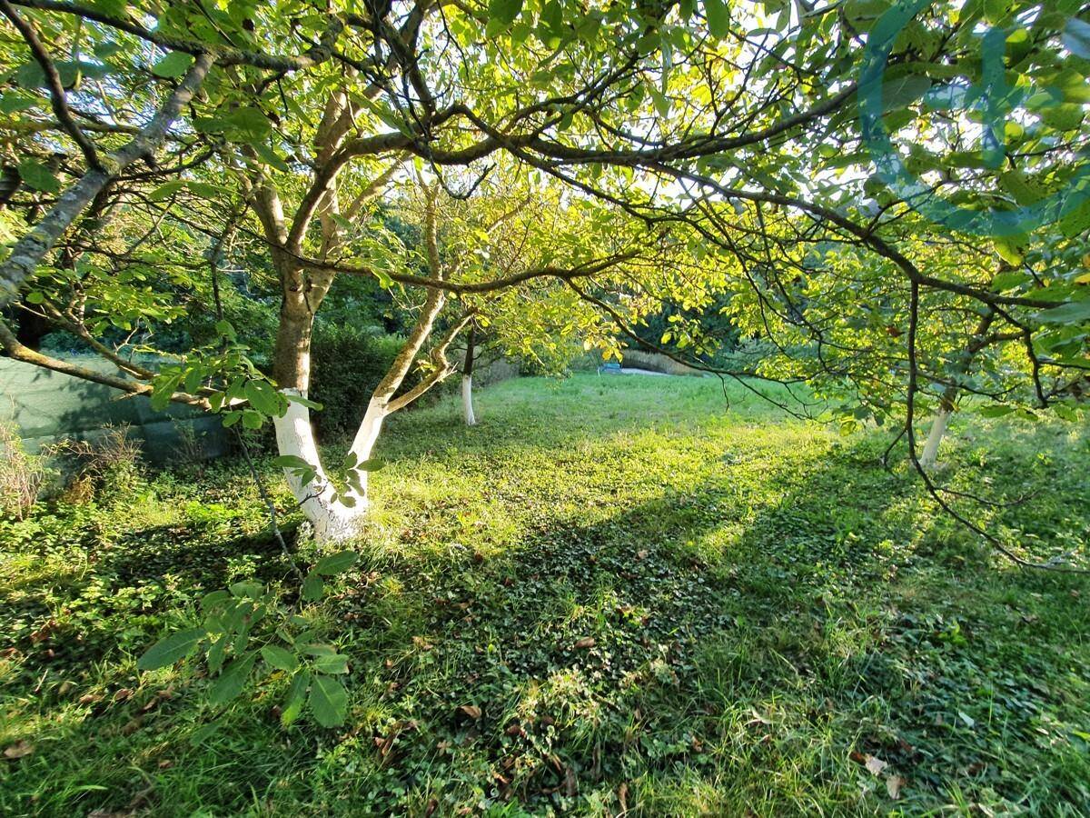 Sonniger Gartenbereich mit alten Bäumen und üppigem Grün, das zum Verweilen einlädt.