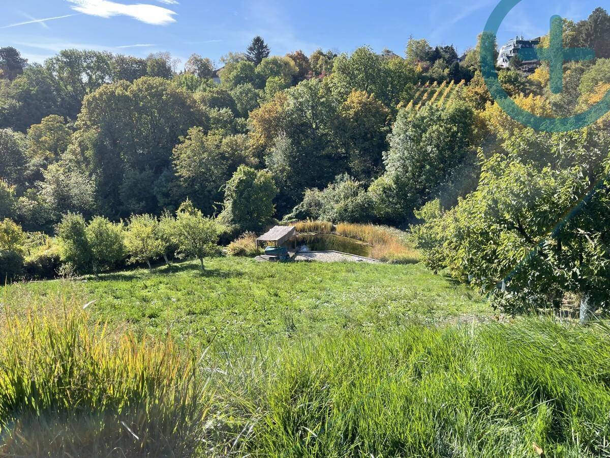 Weitläufige Wiesenfläche mit einem natürlichen Teich und umgebenden Bäumen unter blauem Himmel.