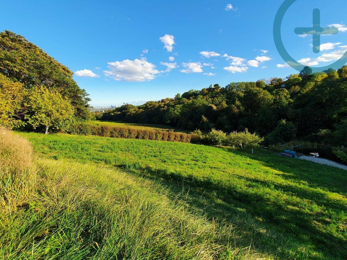 Sonnige Wiesenlandschaft mit üppiger Vegetation und weitem Blick in die Natur.