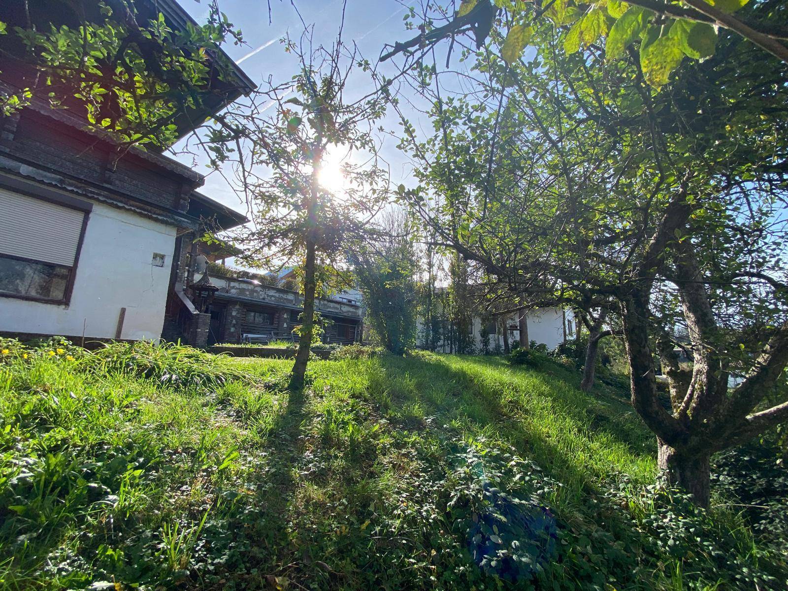 Sonnige Rasenfläche mit Bäumen und Blick auf das Haus, umgeben von üppigem Grün.