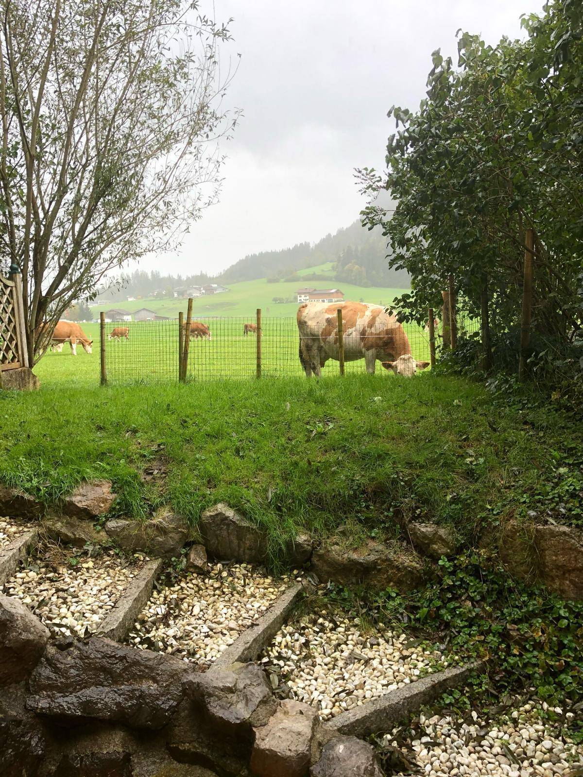 Malerischer Blick auf eine grüne Weide mit Kühen und sanften Hügeln im Hintergrund.