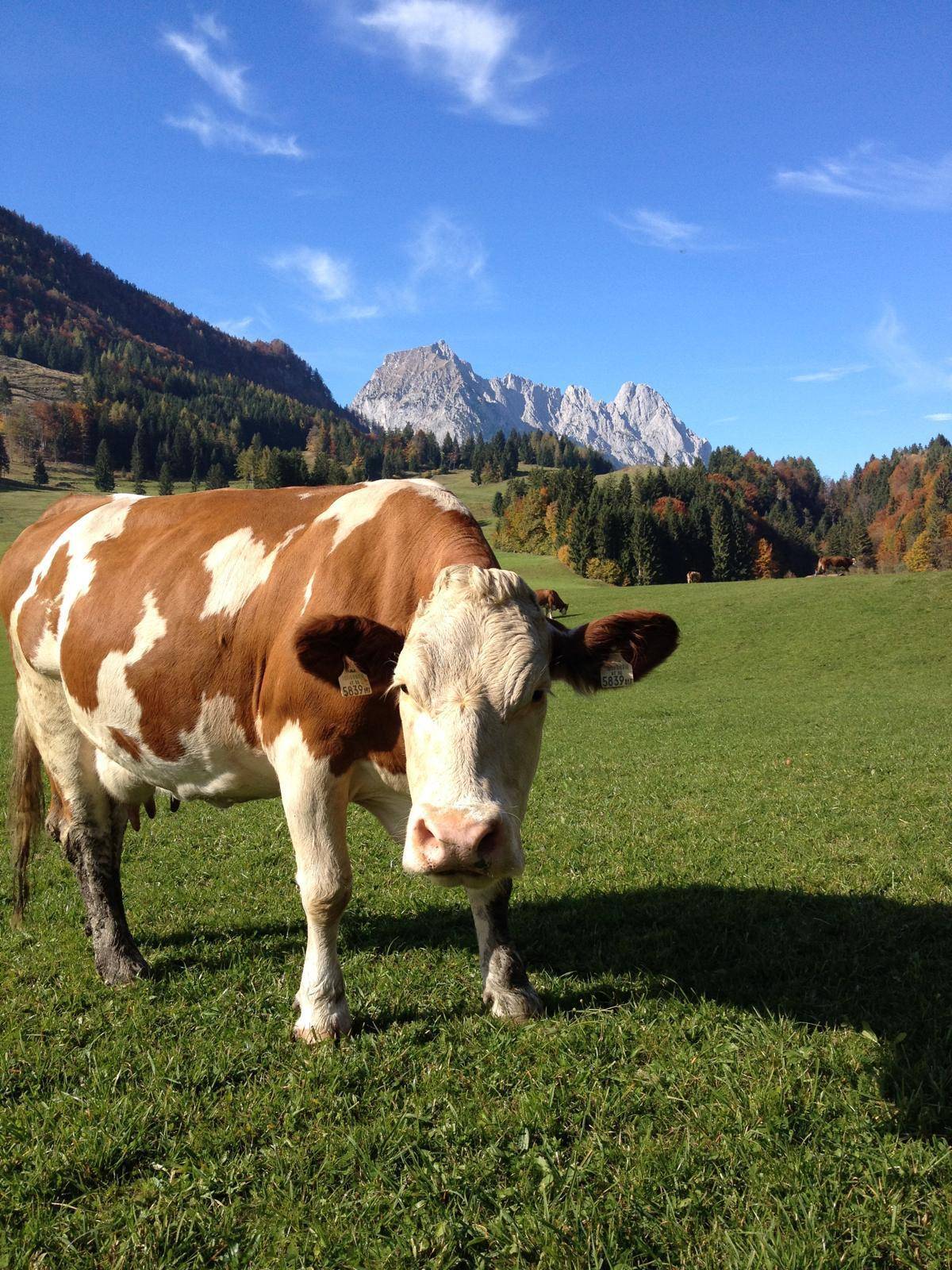 Kuh auf einer grünen Wiese mit beeindruckendem Bergpanorama im Hintergrund.