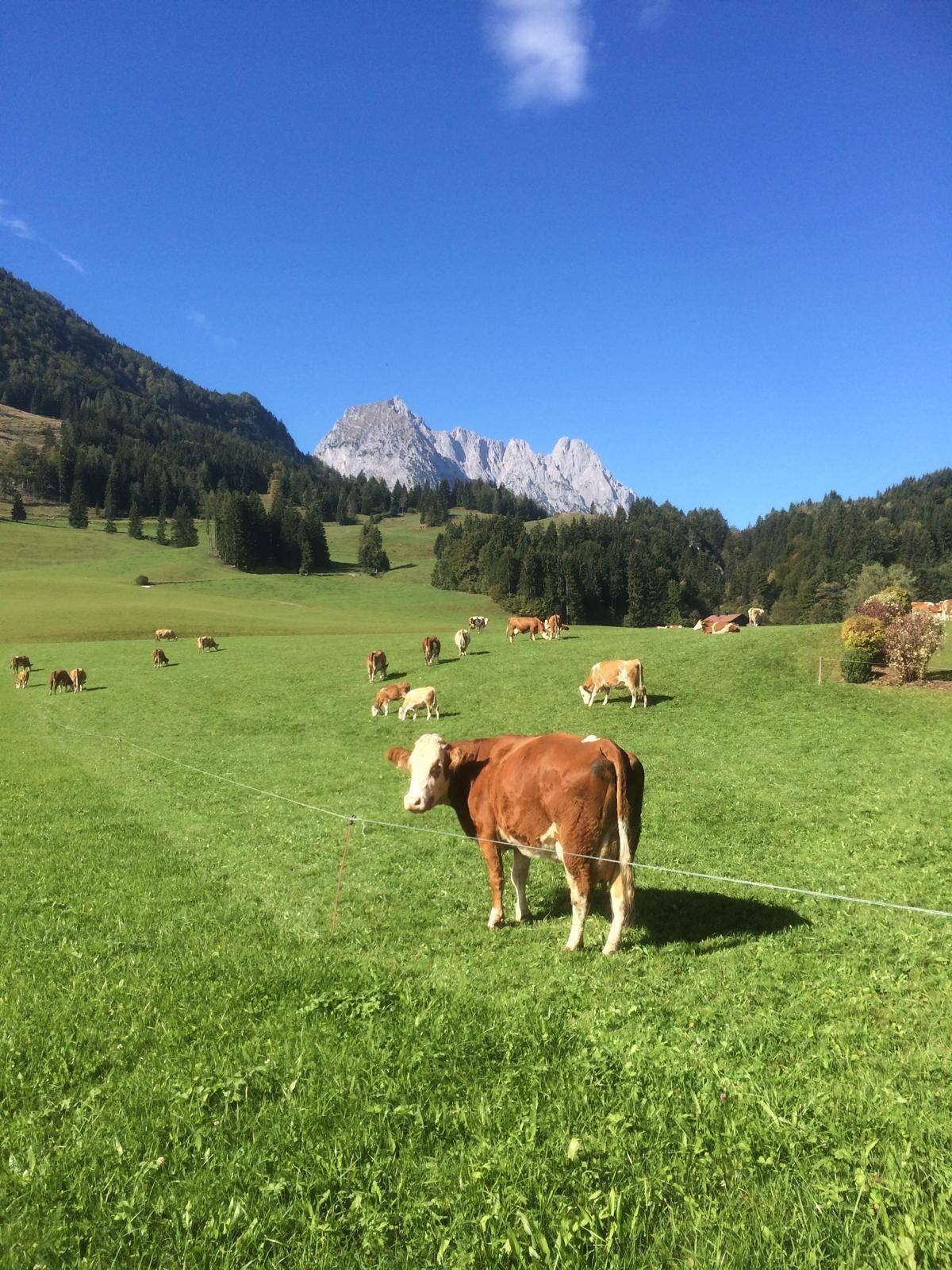 Umgebung Leben am Land mit Wilder Kaiser