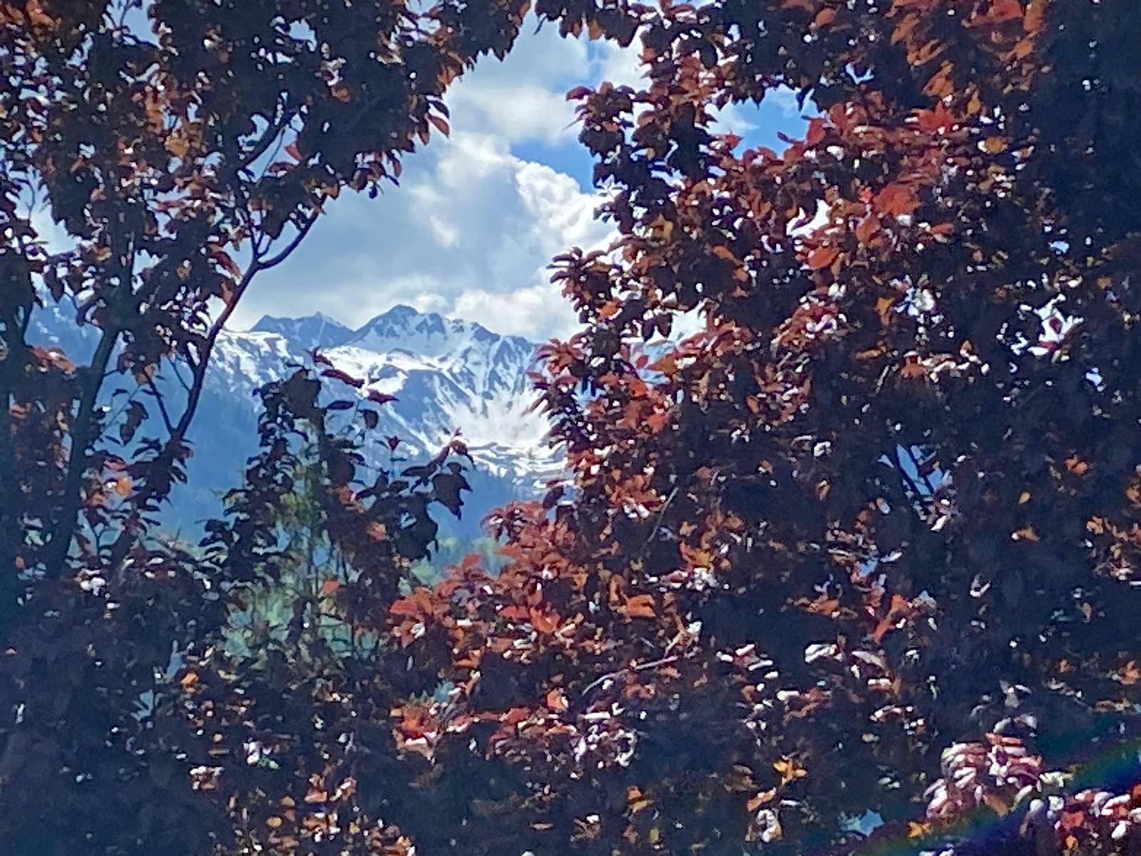 Malerischer Bergblick durch die Blätter eines Baumes an einem sonnigen Tag.