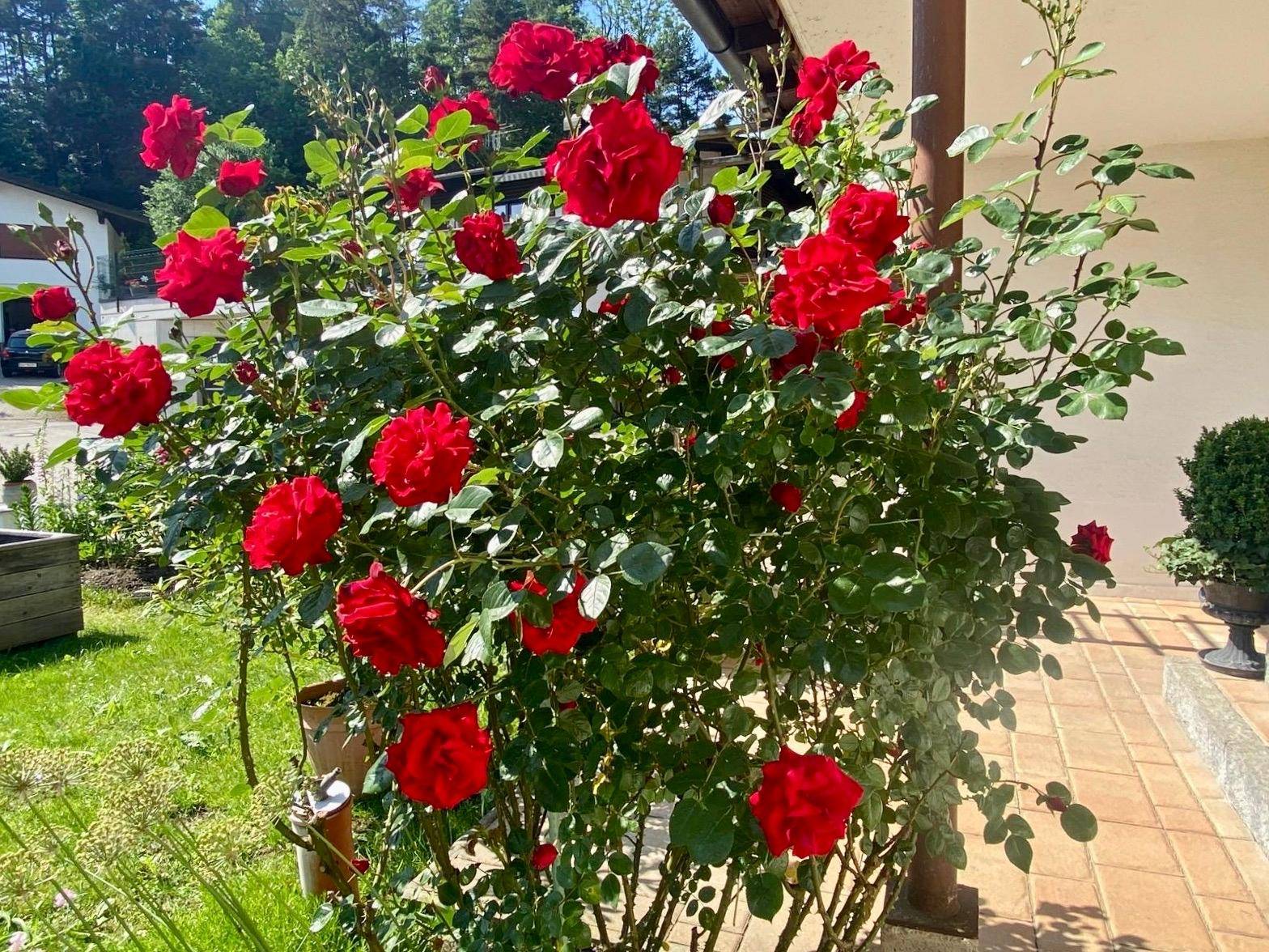 Prächtiger Rosenbusch mit leuchtend roten Blüten im sonnigen Vorgarten des Hauses.