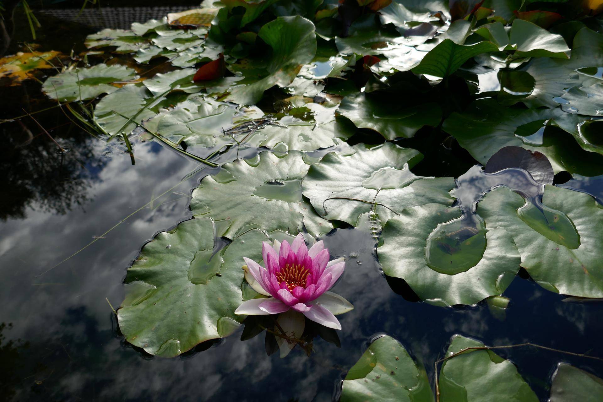 Nahaufnahme eines Seerosen-Teichs mit einer blühenden rosa Seerose.