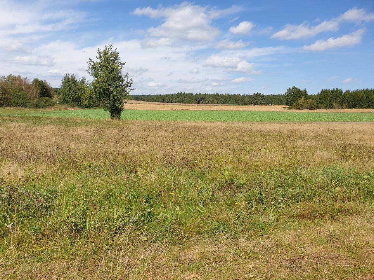 Idyllische Landschaft mit weiten Feldern, Wäldern und einem einzelnen Baum unter blauem Himmel.