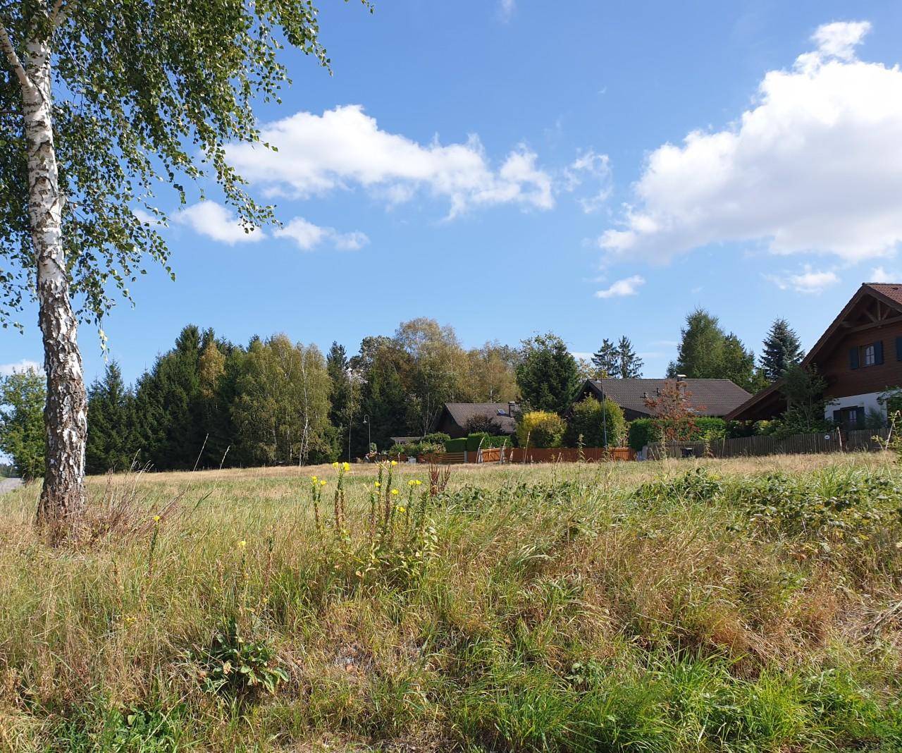 Weitläufiges Feld mit einem Birkenbaum im Vordergrund und Häusern am Waldrand.