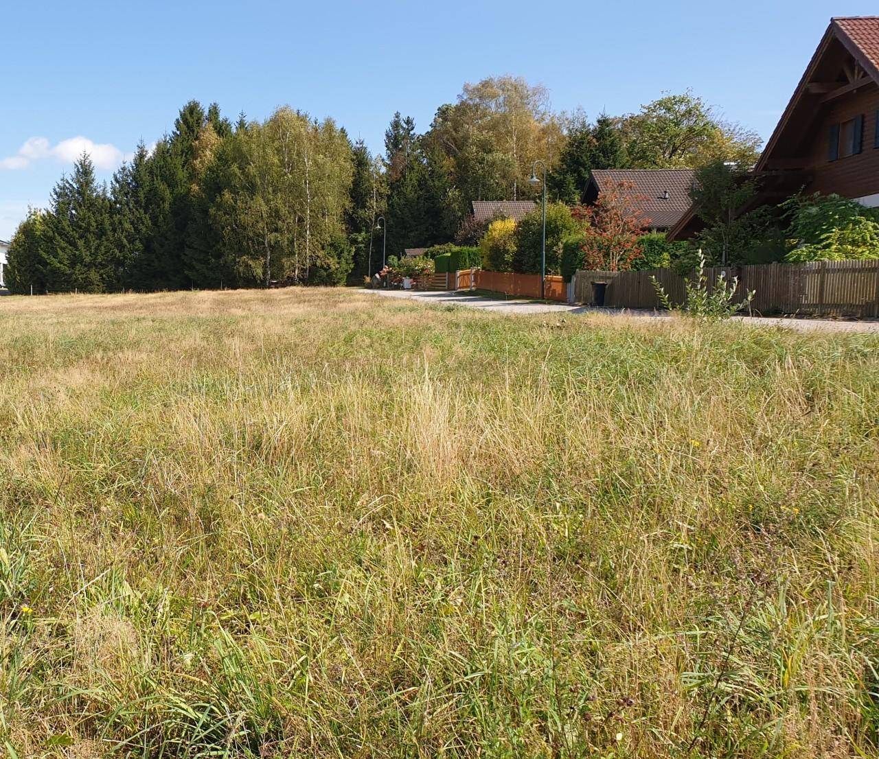 Sonniges Feld mit hohem Gras und Wohnhäusern, umgeben von Bäumen im Hintergrund.