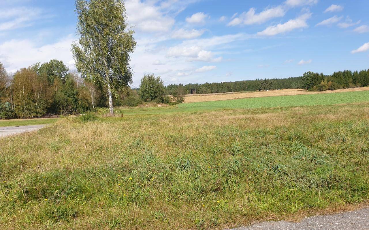 Offenes Feld mit einem einzelnen Birkenbaum und weitem Blick auf Felder und Wald.