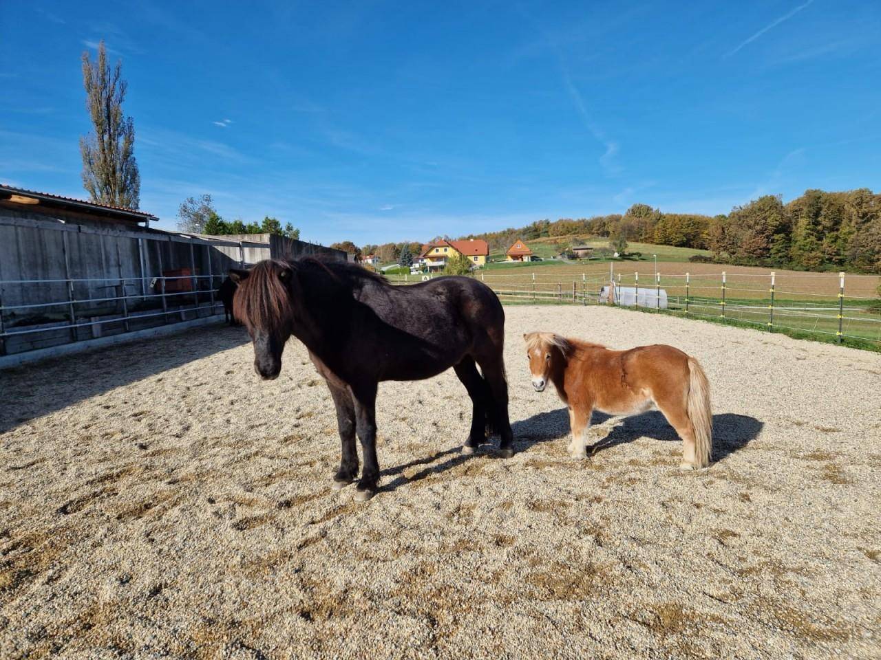 Zwei Pferde, ein großes und ein kleines, stehen in einem sandigen Paddock unter blauem Himmel.