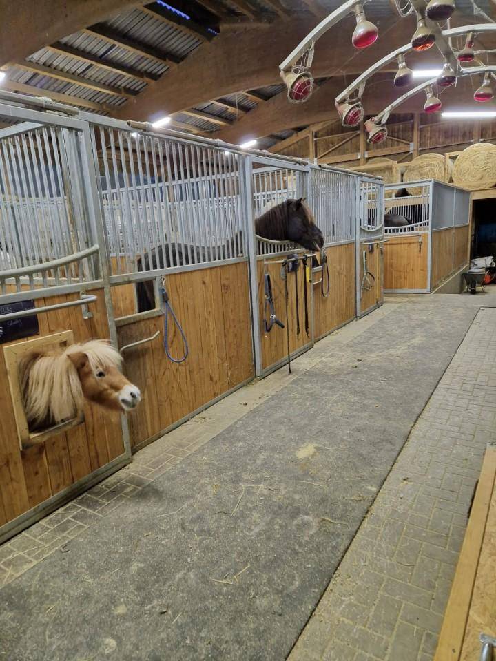 Innenansicht eines Stalls mit Holz- und Metallboxen, in denen Pferde stehen, und Wärmelampen an der Decke.