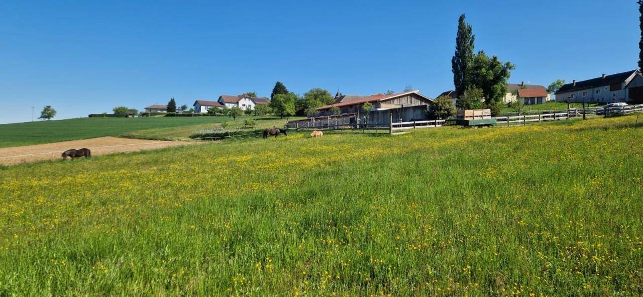 Weitläufige grüne Wiese mit grasenden Pferden und Häusern am Horizont unter blauem Himmel.
