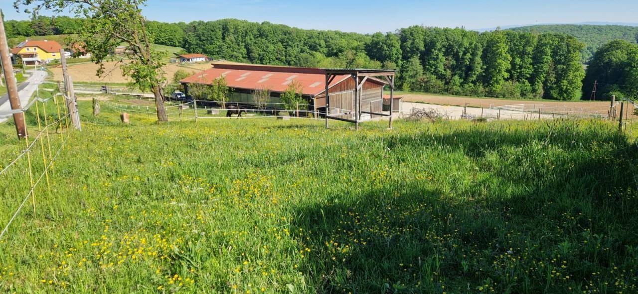 Grüne Wiese im Vordergrund, ein Stallgebäude und ein dichter Wald im Hintergrund unter hellem Himmel.