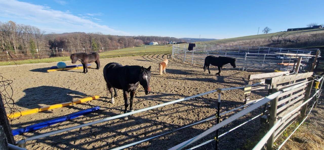 Außenreitplatz oder Paddock mit mehreren Pferden und Trainingsgeräten unter klarem Himmel.