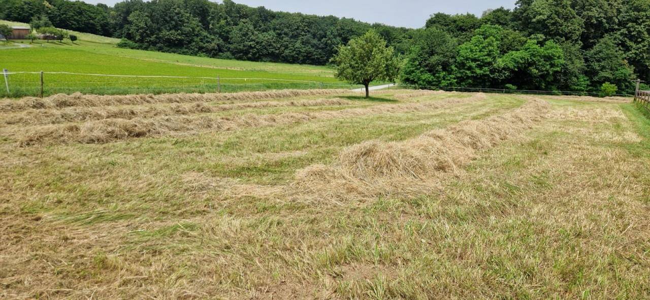 Feld mit gemähtem Heu in Reihen, einem einzelnen Baum und einem Wald im Hintergrund.