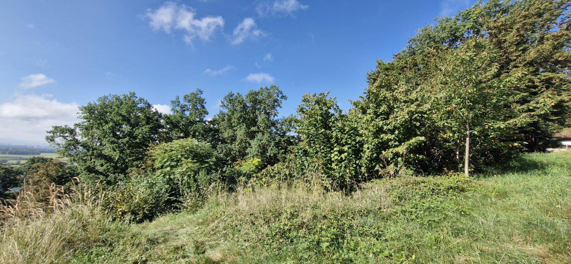 Grüne Hügellandschaft mit dichtem Bewuchs und Bäumen unter einem klaren blauen Himmel.