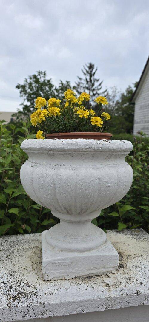 Dekorativer weißer Blumenkübel mit leuchtend gelben Blüten im Garten.