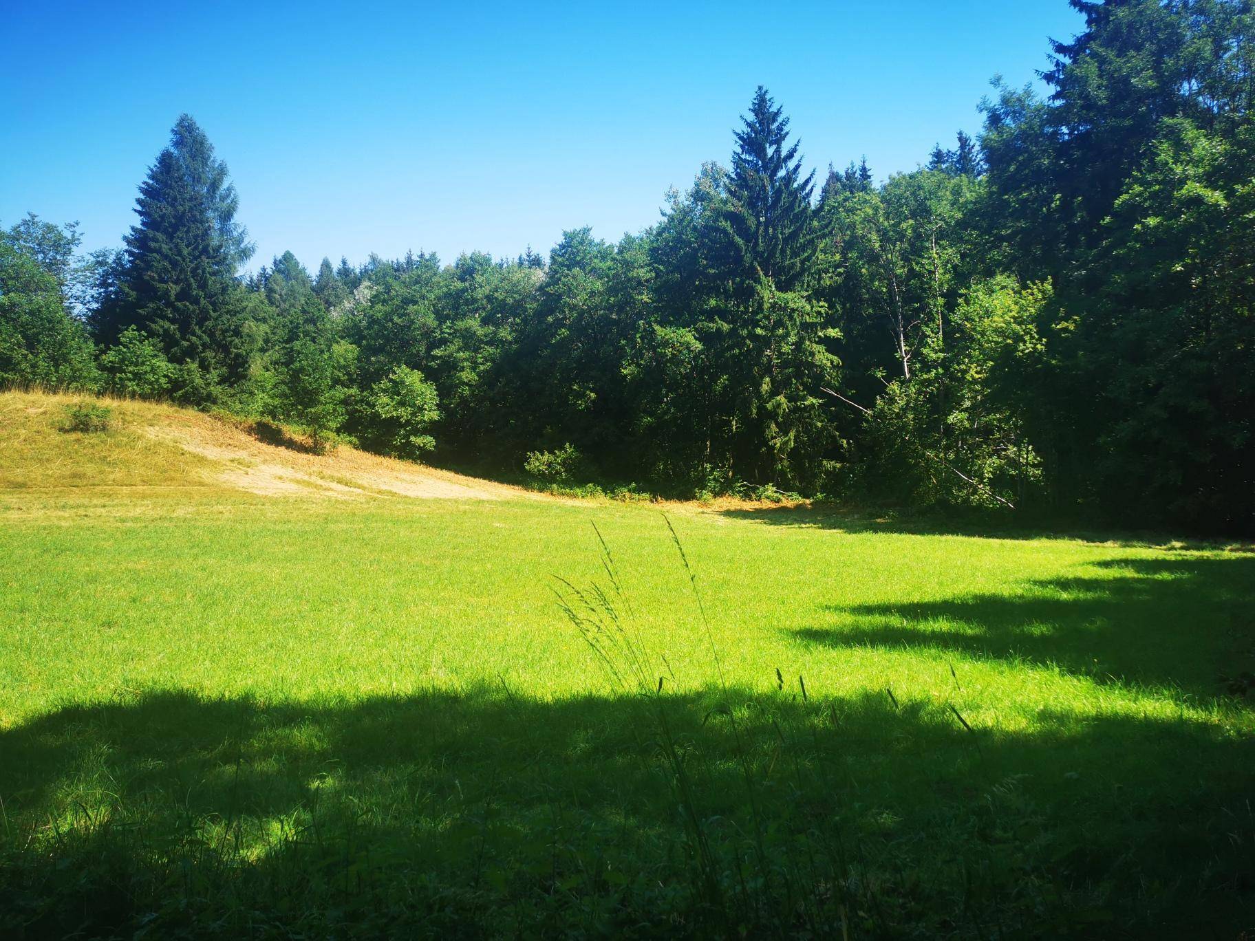 Sonnige Wiesenfläche mit hohen Gräsern und dichtem Wald im Hintergrund unter blauem Himmel.
