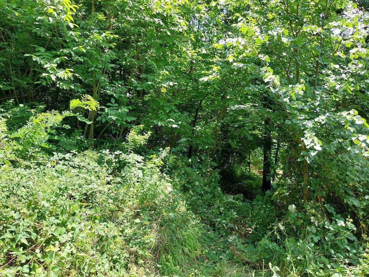 Dicht bewachsene Naturlandschaft mit üppigem Grün und Bäumen, die eine natürliche Grenze bilden.